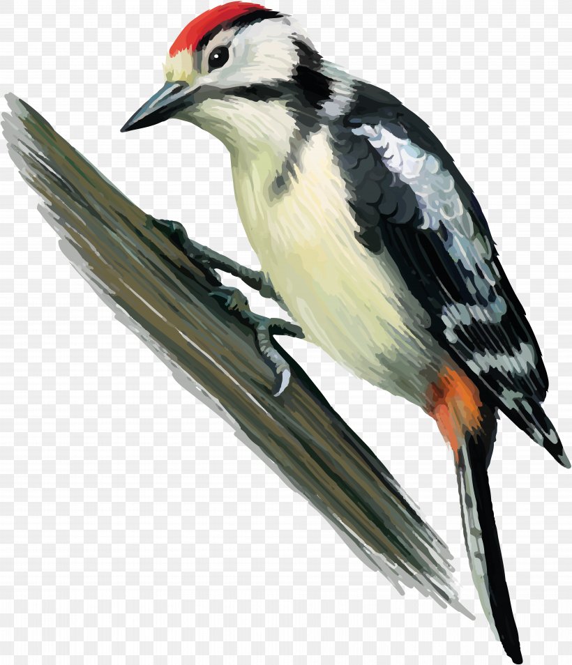 Great Spotted Woodpecker Bird Finch Middle Spotted Woodpecker, PNG, 7847x9134px, Woodpecker, Beak, Bird, Drawing, European Green Woodpecker Download Free