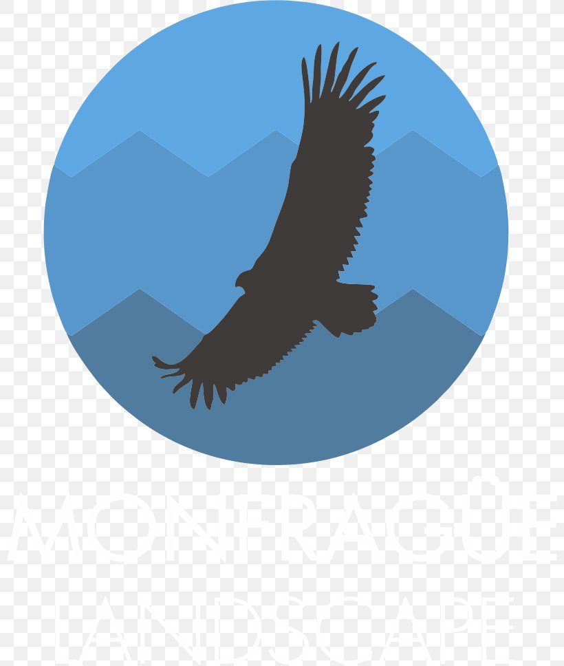 Monfragüe Bald Eagle National Park European Bee-eater, PNG, 800x968px, Bald Eagle, Beak, Bee, Beeeater, Bird Download Free