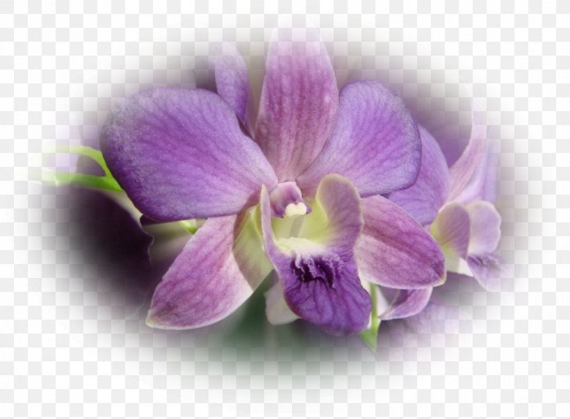 Moth Orchids Dendrobium, PNG, 892x656px, Moth Orchids, Dendrobium, Flower, Flowering Plant, Lilac Download Free