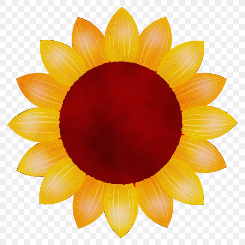 Sunflower, PNG, 1200x1200px, Watercolor, Daisy Family, Flower, Gazania, Gerbera Download Free