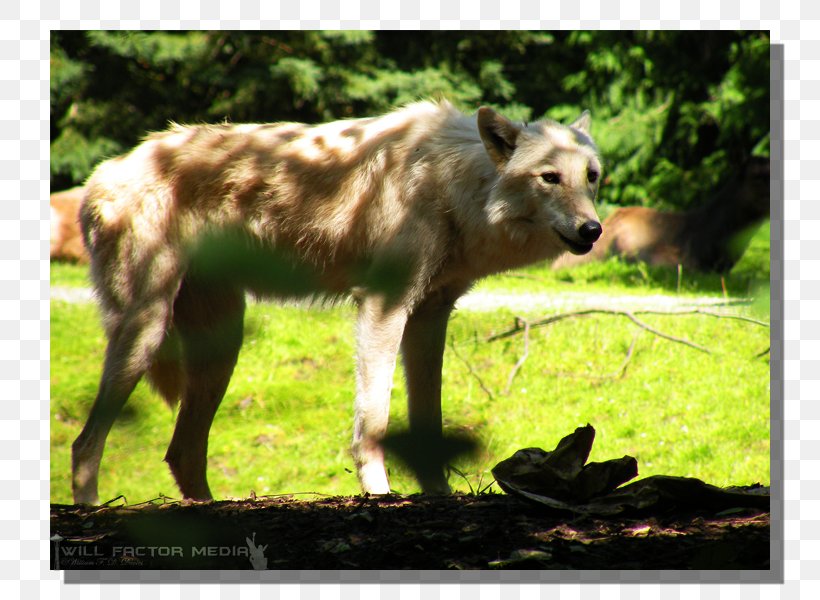 Wildlife Gray Wolf Fauna Snout Terrestrial Animal, PNG, 800x600px, Wildlife, Animal, Fauna, Grass, Gray Wolf Download Free