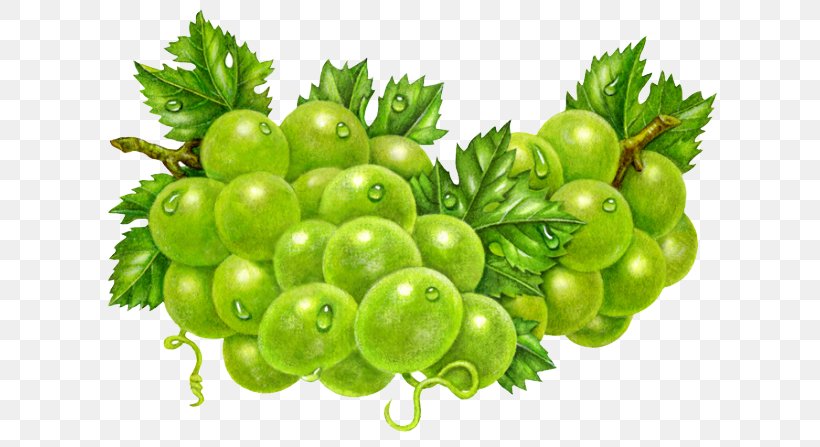 Common Grape Vine Sultana Gooseberry Clip Art, PNG, 640x447px, Common Grape Vine, Berry, Currant, Food, Fruit Download Free