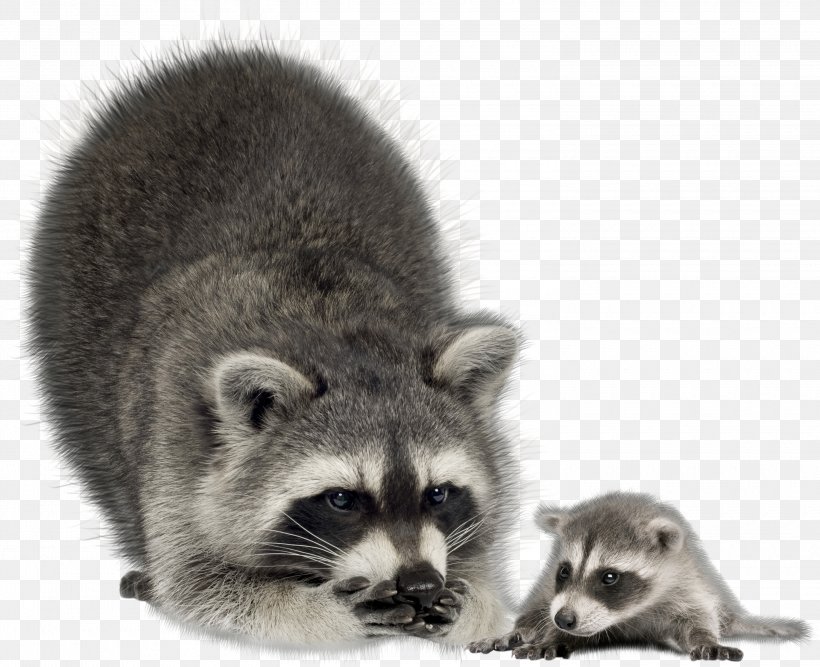 Raccoon Infant Mother Coyote Stock Photography, PNG, 3000x2442px, Raccoon, Carnivoran, Fauna, Fur, Image File Formats Download Free