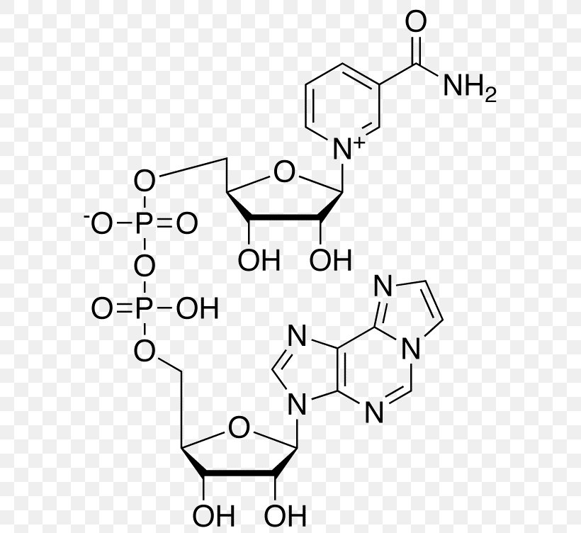 Cyclic Adenosine Monophosphate Adenosine Triphosphate Nucleotide, PNG, 601x752px, Adenosine Monophosphate, Adenine, Adenosine, Adenosine Diphosphate, Adenosine Triphosphate Download Free