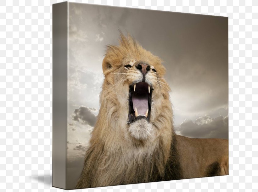 Lion Roar Leopard Nature Big Cat, PNG, 650x610px, Lion, Big Cat, Big Cats, Blue Whale, Carnivoran Download Free
