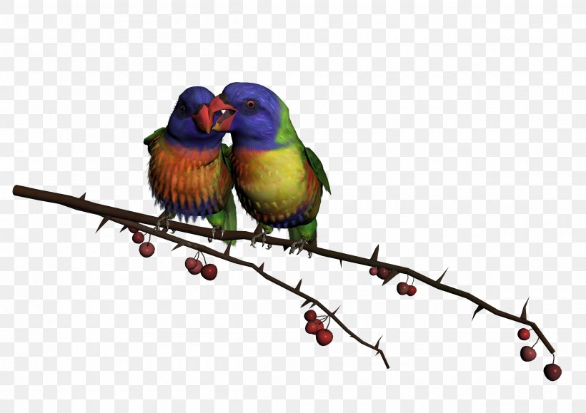 Lovebird Hummingbird Clip Art, PNG, 2500x1767px, Bird, Beak, Birdcage, Branch, Common Pet Parakeet Download Free