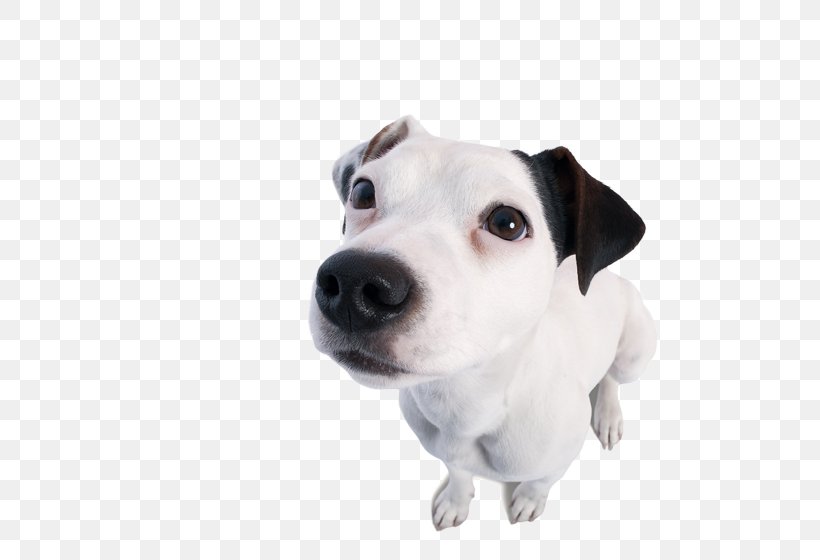 Jack Russell Terrier Dog Breed Puppy Copy Editing Companion Dog, PNG, 560x560px, Jack Russell Terrier, Breed, Carnivoran, Cd Vet Naturprodukte, Companion Dog Download Free