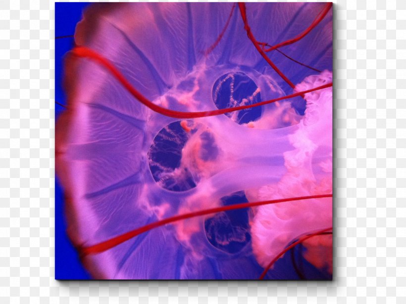 Jellyfish Stock Photography Ooo 