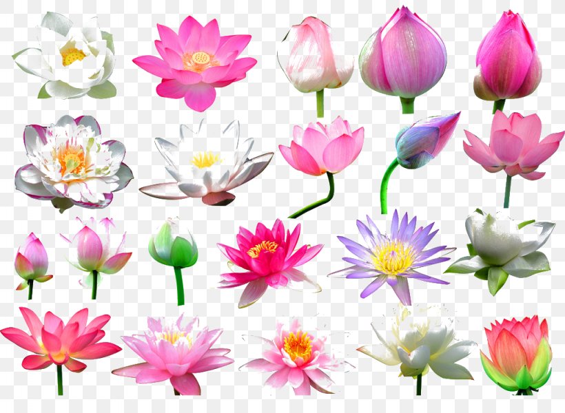 Nelumbo Nucifera Flower Bud Clip Art, PNG, 1024x750px, Nelumbo Nucifera, Annual Plant, Aquatic Plant, Bud, Cut Flowers Download Free