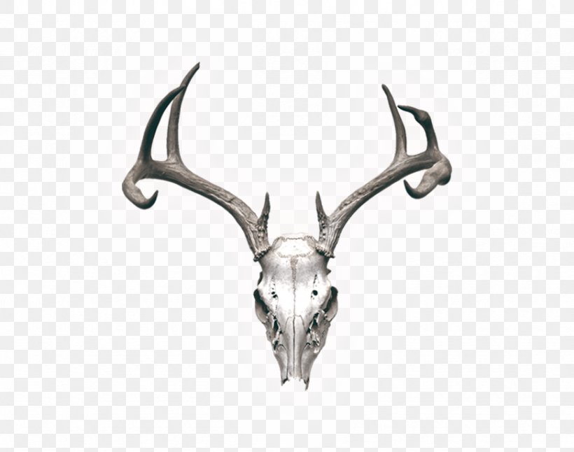 Reindeer Skull Stock Photography Horn, PNG, 872x688px, Deer, Anatomy, Antler, Art, Depositphotos Download Free