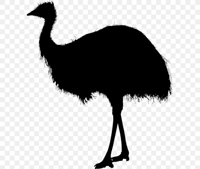 RIX Fleischhandel GmbH Common Ostrich Emu Fauna Clip Art, PNG, 600x695px, Common Ostrich, Beak, Bird, Cassowary, Casuariiformes Download Free