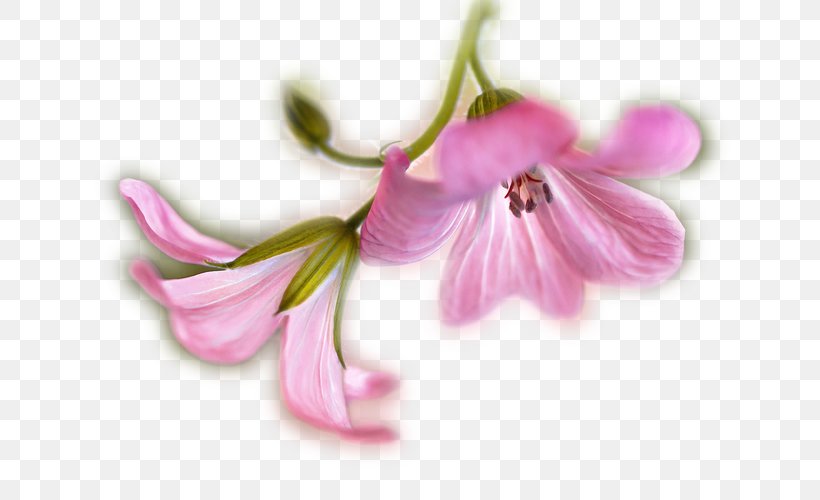 Rose Petal Halawethom Photography, PNG, 750x500px, Rose, Art, Blossom, Child, Flora Download Free