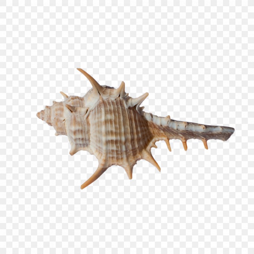 Seashell Fauna Conch, PNG, 2000x2000px, Mallard, Bird, Conch, Dinosaur, Duck Download Free