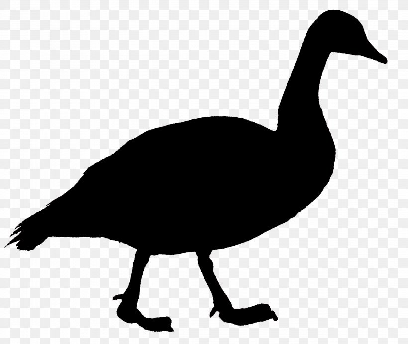 Canada Goose Duck Bird, PNG, 2574x2178px, Goose, Anatidae, Animal, Beak, Bird Download Free