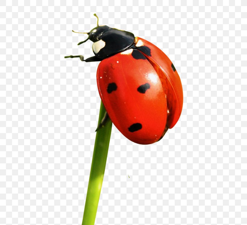 Common Furniture Beetle Free Ladybird, PNG, 500x744px, Common Furniture Beetle, Android, Anobium, Arthropod, Beetle Download Free