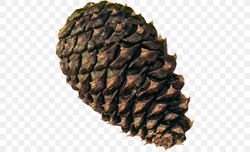 Conifer Cone Pine Conifers Clip Art, PNG, 454x500px, Conifer Cone, Conifers, Digital Image, Image File Formats, Pine Download Free