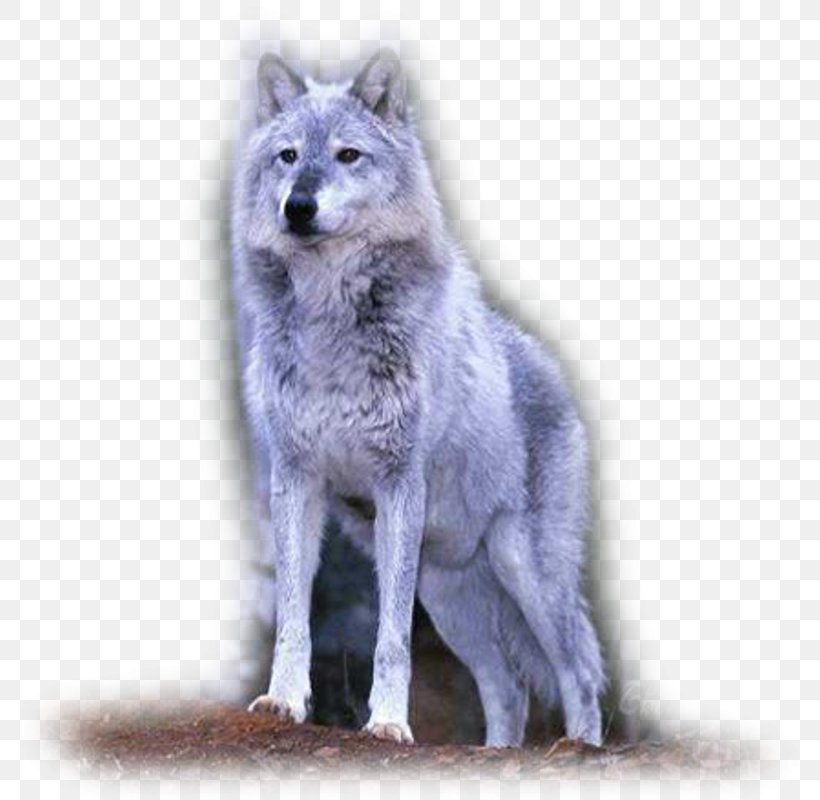 Saarloos Wolfdog Tamaskan Dog Coyote Alaskan Tundra Wolf, PNG, 796x800px, Saarloos Wolfdog, Alaskan Tundra Wolf, Animal, Arctic Wolf, Canis Download Free