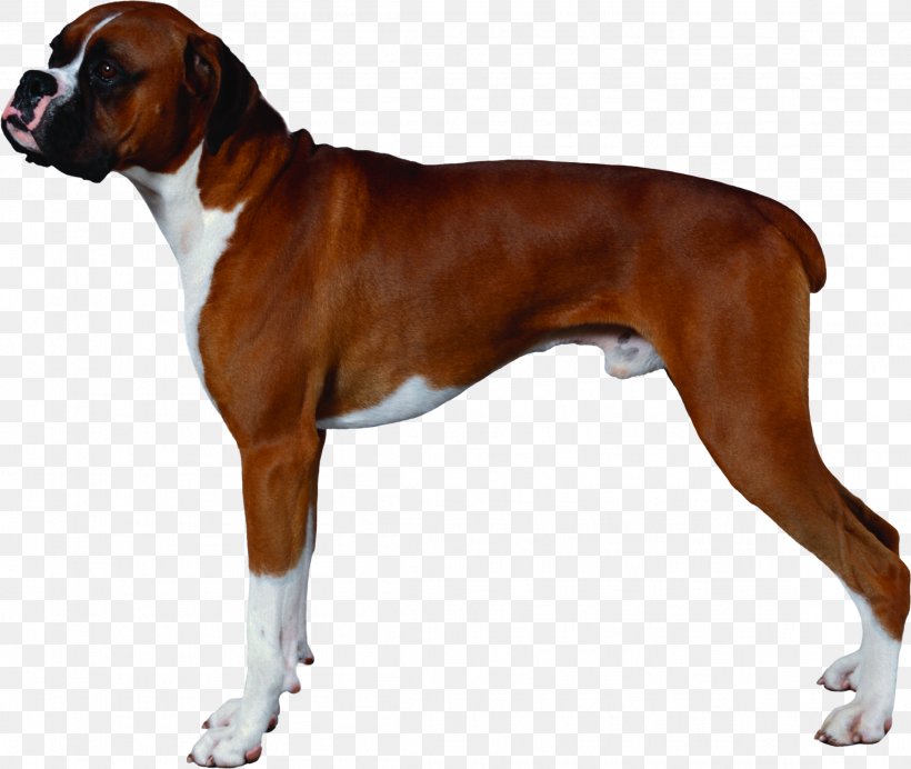 Boxer American Staffordshire Terrier Pug Staffordshire Bull Terrier Puppy, PNG, 2313x1953px, Boxer, American Staffordshire Terrier, Animation, Breed, Bulldog Download Free