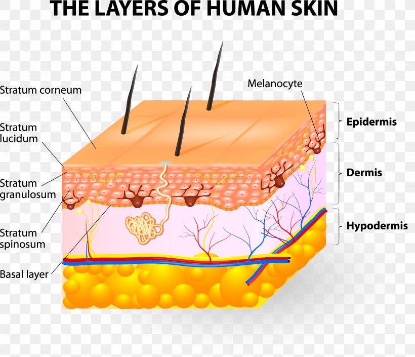 Human Skin Subcutaneous Tissue Epidermis, PNG, 3913x3366px, Watercolor, Cartoon, Flower, Frame, Heart Download Free