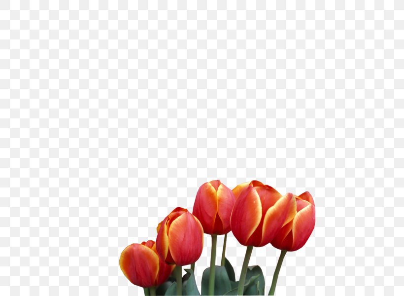 Tulip Cut Flowers Plant Stem Bud Petal, PNG, 600x600px, Tulip, Bud, Cut Flowers, Flower, Flowering Plant Download Free
