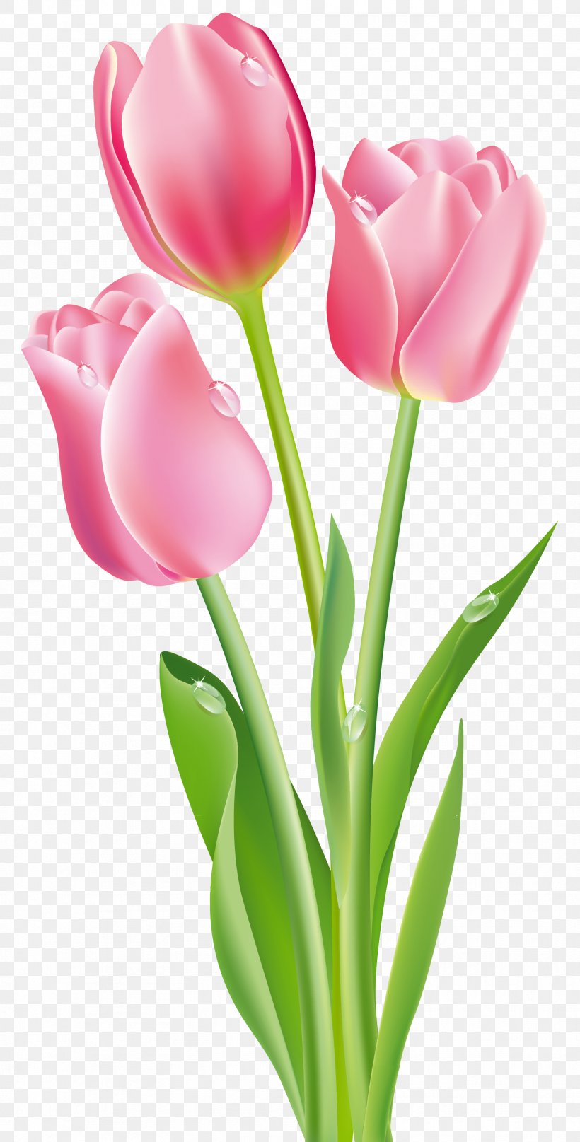 Tulip Flower Pink Clip Art, PNG, 1712x3373px, Tulip, Close Up, Color, Cut Flowers, Flower Download Free