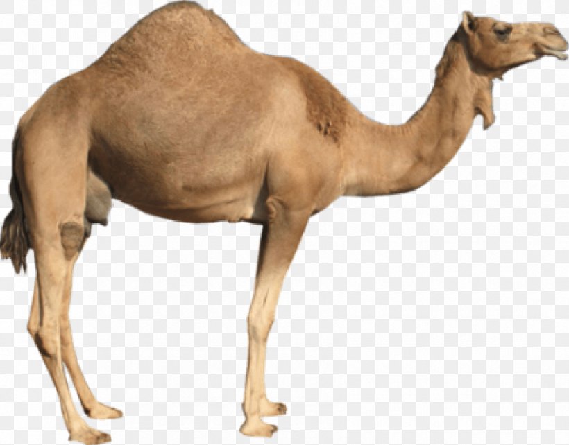 Dromedary Bactrian Camel Clip Art, PNG, 850x666px, Dromedary, Arabian Camel, Bactrian Camel, Camel, Camel Like Mammal Download Free