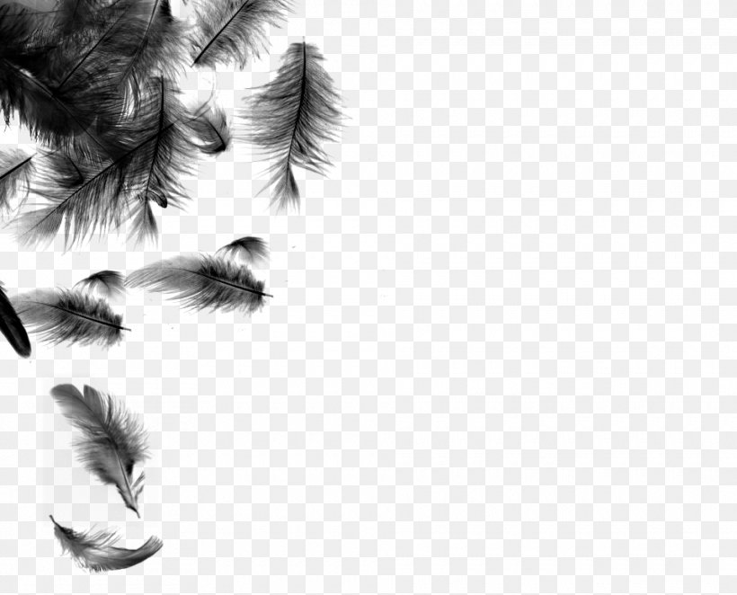 Bird Feather, PNG, 960x776px, Bird, Archaeopteryx, Black And White, Close Up, Ear Download Free