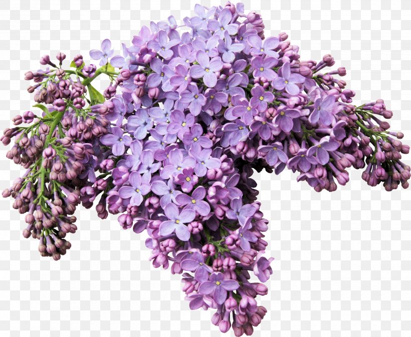 Lilac Digital Image Clip Art, PNG, 2500x2053px, Lilac, Annual Plant, Branch, Cut Flowers, Digital Image Download Free