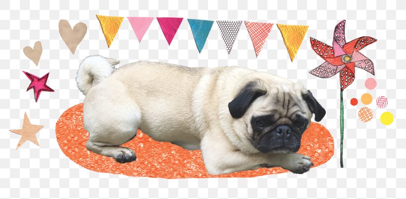Pug Puppy Dog Breed Companion Dog Toy Dog, PNG, 805x402px, Pug, Breed, Carnivoran, Companion Dog, Crossbreed Download Free