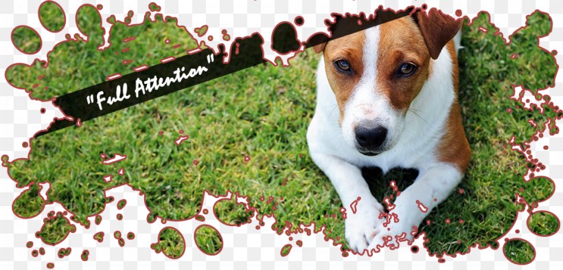 Dog Breed Jack Russell Terrier Beagle Puppy Poodle, PNG, 1000x480px, Dog Breed, Beagle, Breed, Companion Dog, Dog Download Free