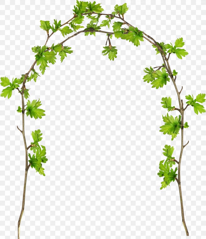 Grape Twig Plant Stem Flowerpot Leaf, PNG, 2049x2382px, Grape, Branch, Flower, Flowering Plant, Flowerpot Download Free