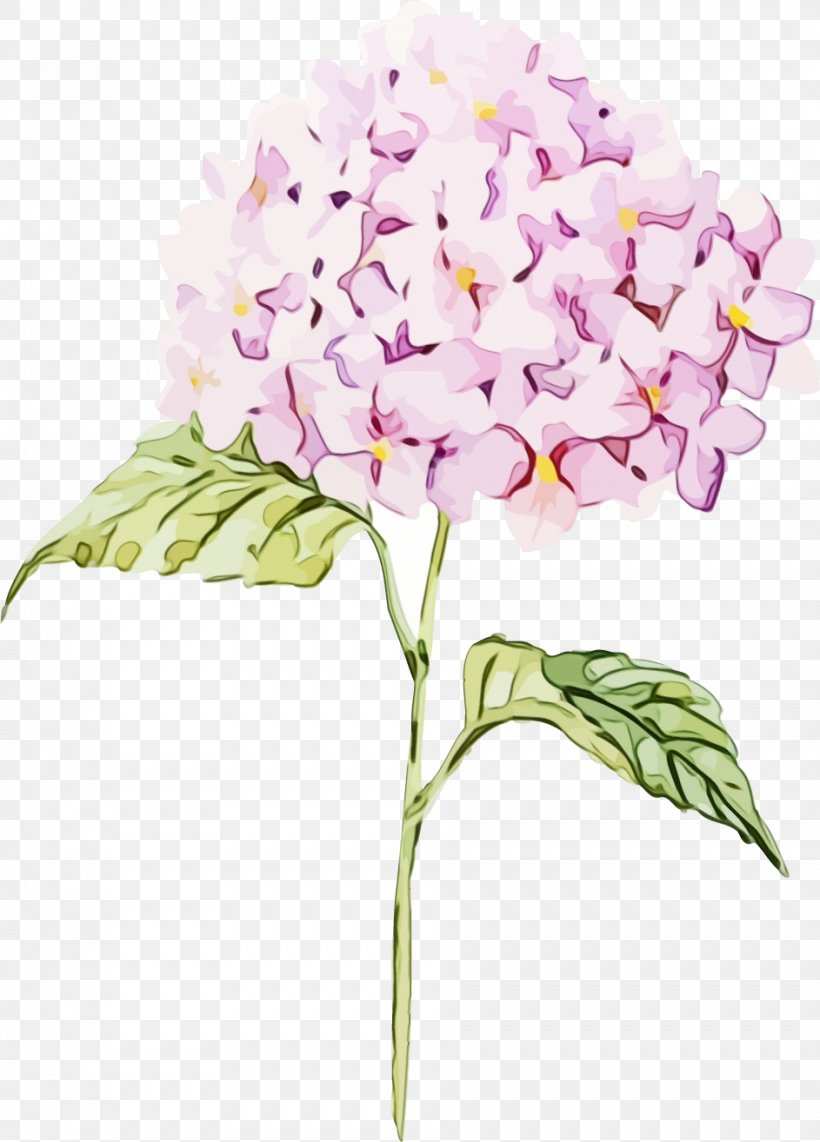 Watercolor Pink Flowers, PNG, 943x1314px, Moth Orchids, Branch, Cornales, Cut Flowers, Dendrobium Download Free