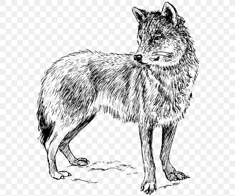 Black Wolf Arctic Wolf Coyote Clip Art, PNG, 585x683px, Black Wolf, Arctic Wolf, Black And White, Canidae, Carnivoran Download Free