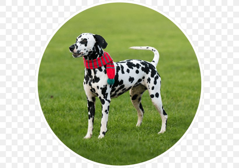 Dalmatian Dog Dog Breed Pet Sitting House Sitting, PNG, 578x578px, Dalmatian Dog, Breed, Carnivoran, Dalmatian, Dog Download Free