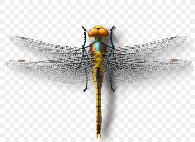Dragonfly Insect Butterfly, PNG, 800x600px, Dragonfly, Arthropod, Arthropod Mouthparts, Butterfly, Dragonflies And Damseflies Download Free