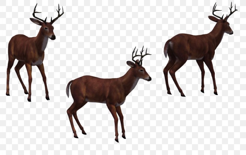 Elk Horse Deer Moose, PNG, 1024x645px, Elk, Antelope, Antler, Deer, Fauna Download Free