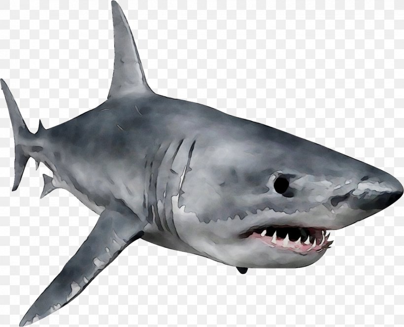Great White Shark Requiem Sharks Squaliform Sharks Jaw Marine Biology, PNG, 1426x1157px, Great White Shark, Biology, Bull Shark, Carcharhiniformes, Cartilaginous Fish Download Free