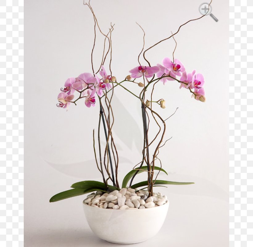 Moth Orchids Dendrobium Flower Cattleya Orchids, PNG, 800x800px, Moth Orchids, Arrangement, Artificial Flower, Branch, Cattleya Download Free