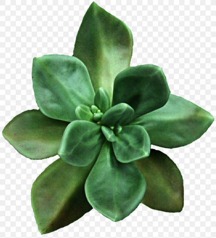 Succulent Plant Flower Clip Art, PNG, 1024x1128px, Succulent Plant, Aeonium, Elegant Gardens Nursery, Flower, Garden Download Free