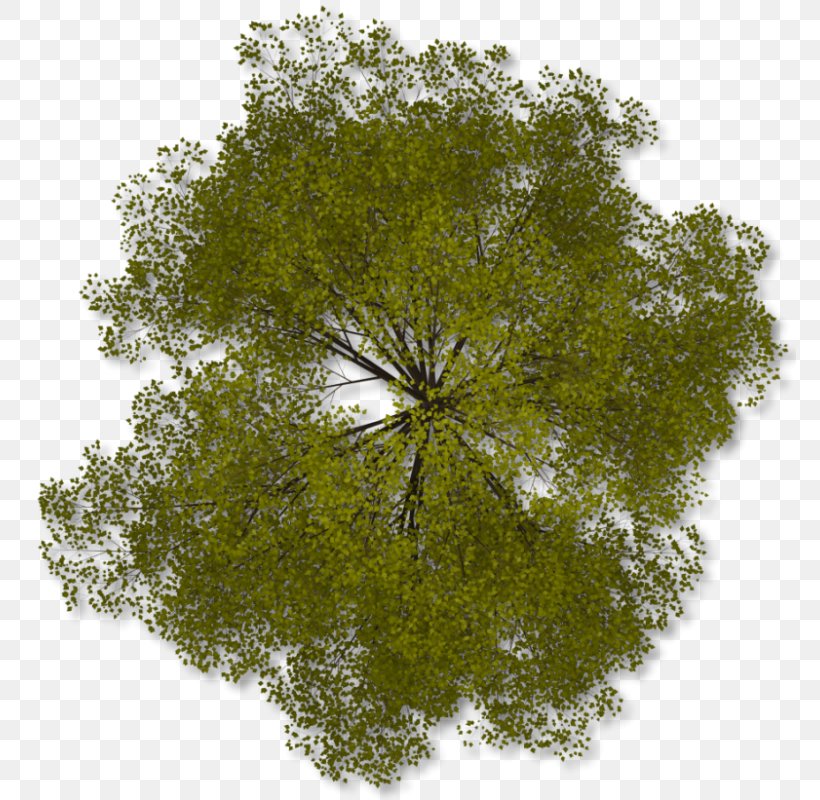 Tree Plan Clip Art, PNG, 772x800px, Tree, Architectural Plan, Architecture, Branch, Grass Download Free