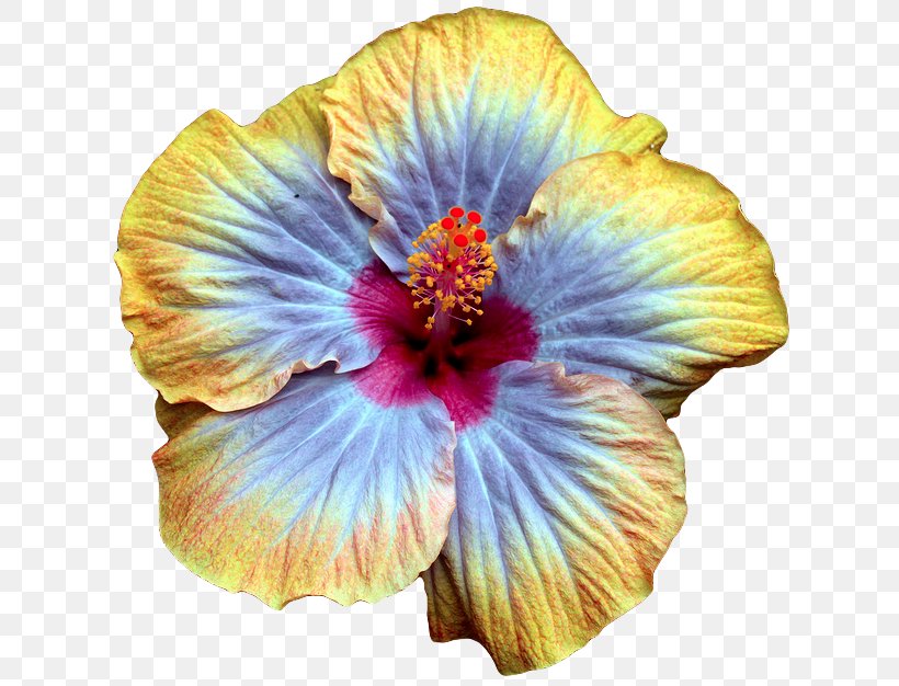 Hibiscus Multiple Exposure Color Clothing Photography, PNG, 626x626px, Hibiscus, Best Man, Cartoon, Clothing, Color Download Free