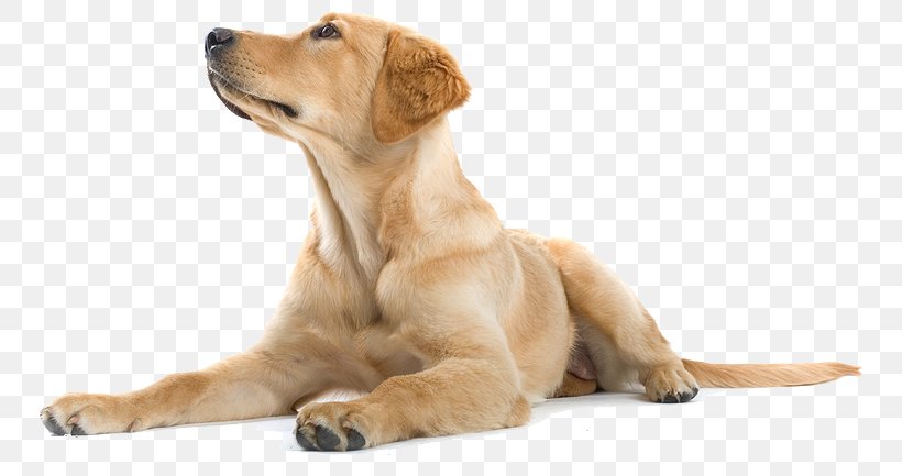 Labrador Retriever Golden Retriever Puppy Dog Training, PNG, 771x433px, Labrador Retriever, Border Collie, Carnivoran, Companion Dog, Dog Download Free