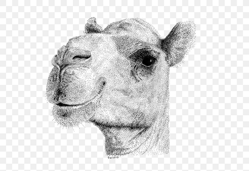 Bactrian Camel Camel Face Drawing Stippling Illustration, PNG, 564x564px, Bactrian Camel, Art, Artist, Black And White, Camel Download Free