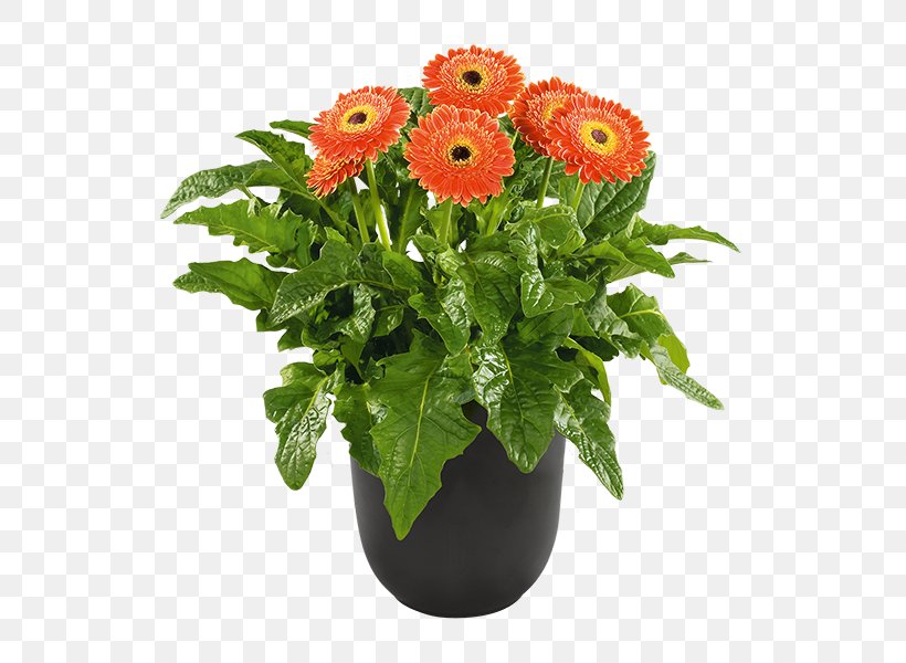 Barberton Daisy Patio Plant Greenhouse Cut Flowers, PNG, 600x600px, Barberton Daisy, Annual Plant, Cut Flowers, Daisy Family, Floristry Download Free