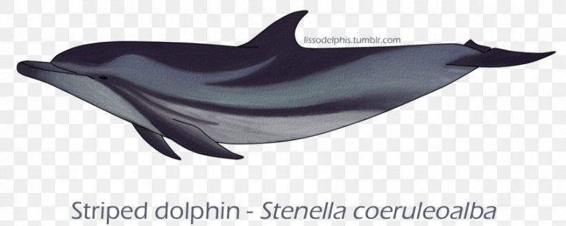 Common Bottlenose Dolphin Tucuxi Short-beaked Common Dolphin White-beaked Dolphin Striped Dolphin, PNG, 900x360px, Common Bottlenose Dolphin, Animal, Art, Bottlenose Dolphin, Deviantart Download Free