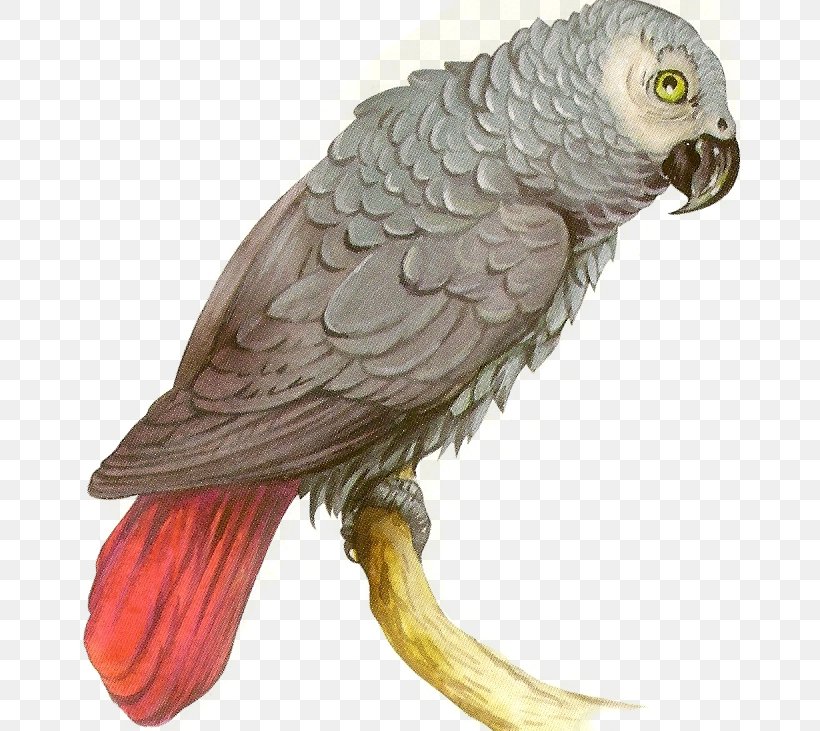 Macaw Bird Beak Parakeet Feather, PNG, 666x731px, Macaw, African Grey, Beak, Bird, Bird Of Prey Download Free