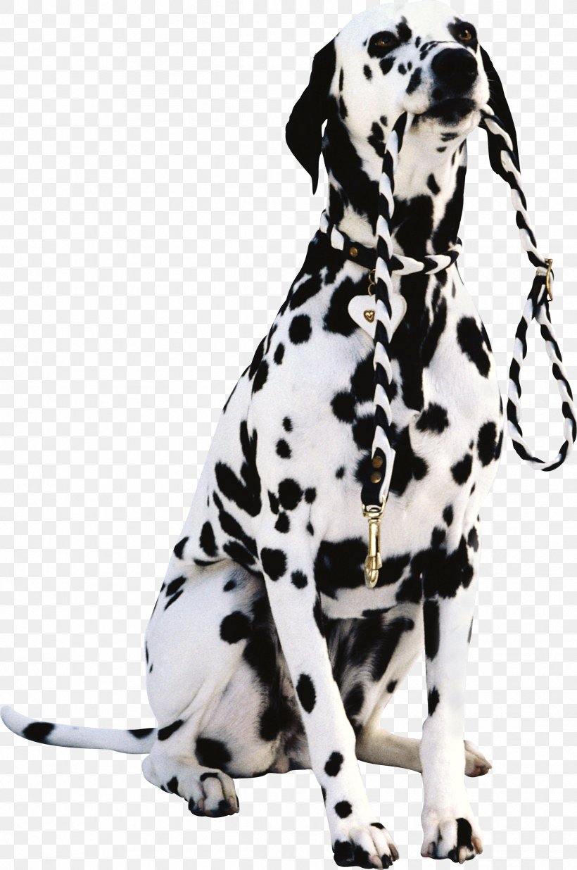 Pet Dalmatian Dog Cat Dog Daycare Animal, PNG, 2426x3659px, Pet, Animal, Carnivoran, Cat, Collar Download Free