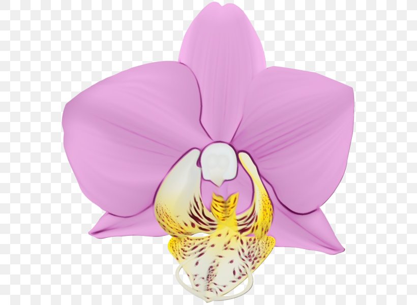Purple Watercolor Flower, PNG, 584x600px, Watercolor, Cattleya, Cattleya Labiata, Cattleya Orchids, Christmas Orchid Download Free