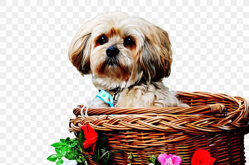 Dog Shih Tzu Puppy Lhasa Apso Basket, PNG, 2448x1632px, Dog, Basket, Companion Dog, Lhasa Apso, Puppy Download Free