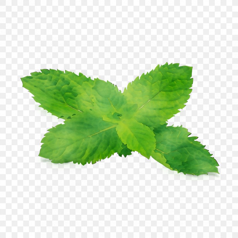 Leaf Herbalism, PNG, 1650x1650px, Leaf, Flower, Flowering Plant, Green, Hemp Family Download Free